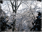 foto Parco Sebellin in Inverno